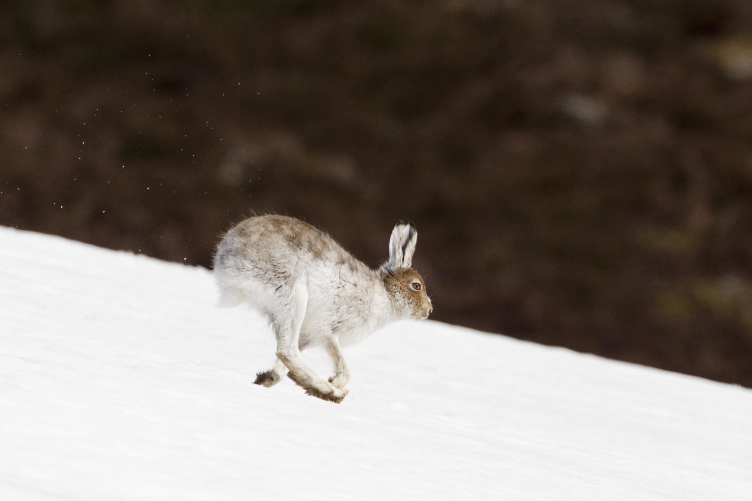 Wildlife in Winter