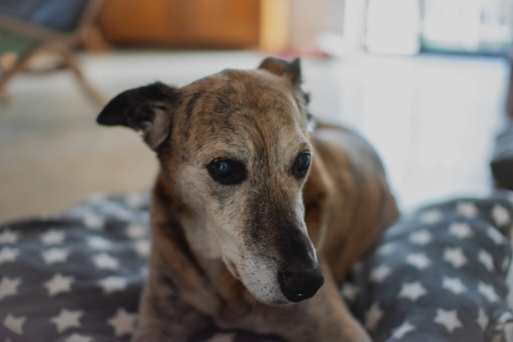 Dog Friendly Cottages in the Wye Valley