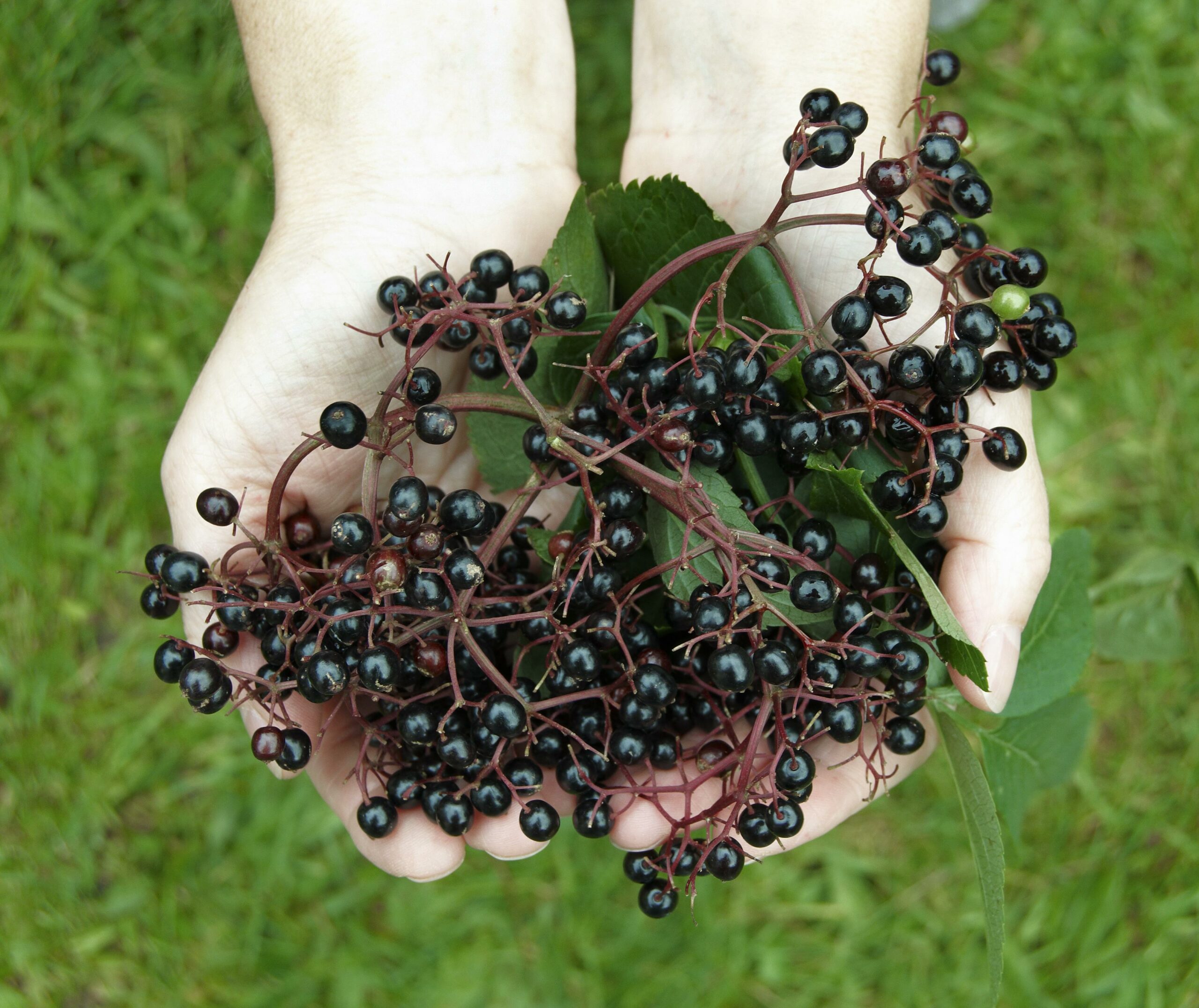 Adult Foraging walk