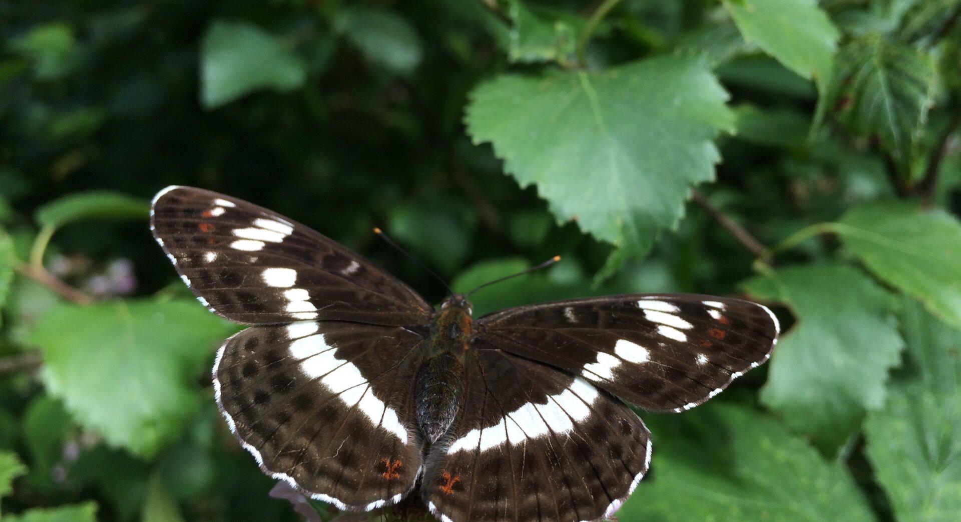 The Hunt for the Terrestrial Admiral with Martyn Davies