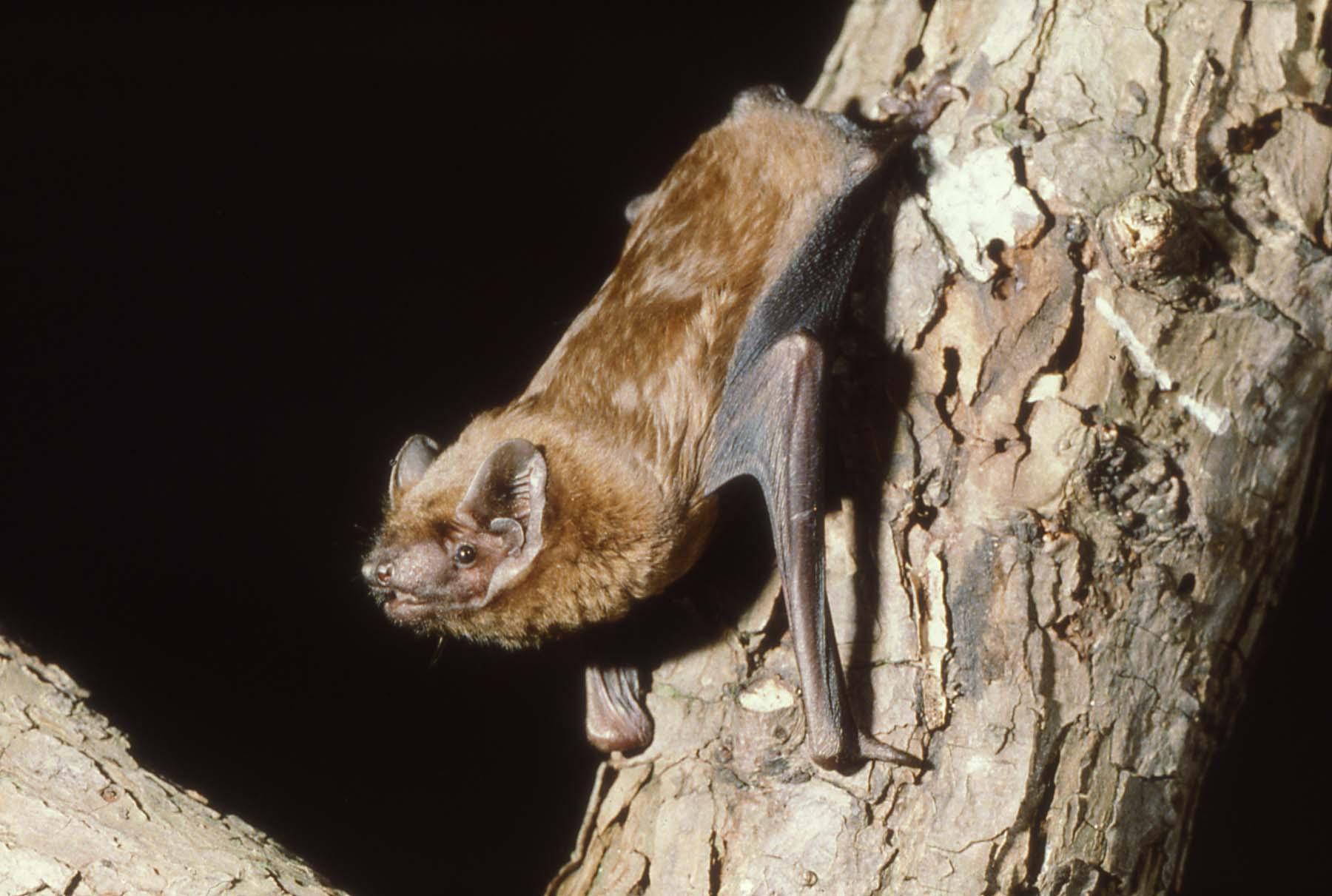 Thank You Lottery Players - Free Night-time Bat Safari Walk