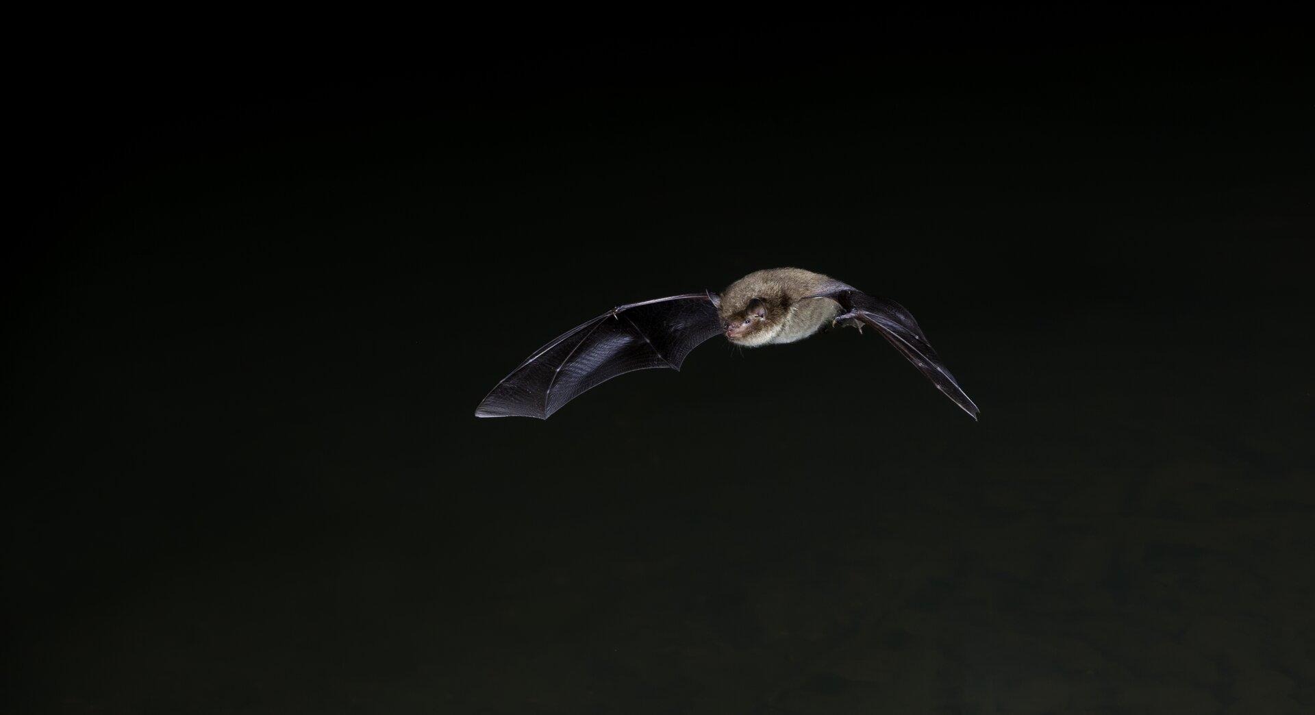 Bat Walk with the Hereford City branch