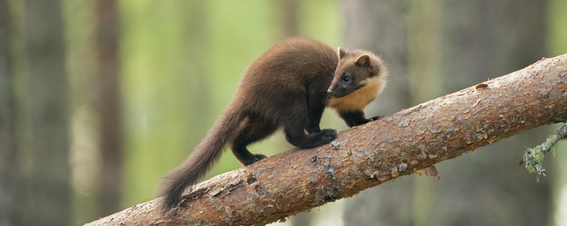Pine Marten Scat Survey Refresher