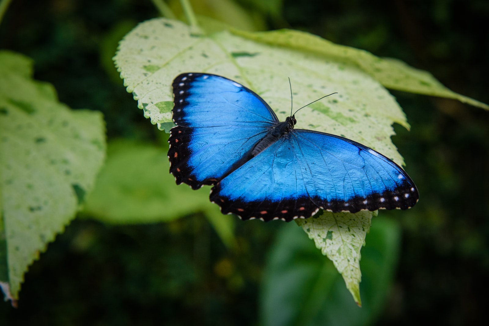 Wye valley butterfly zoo
